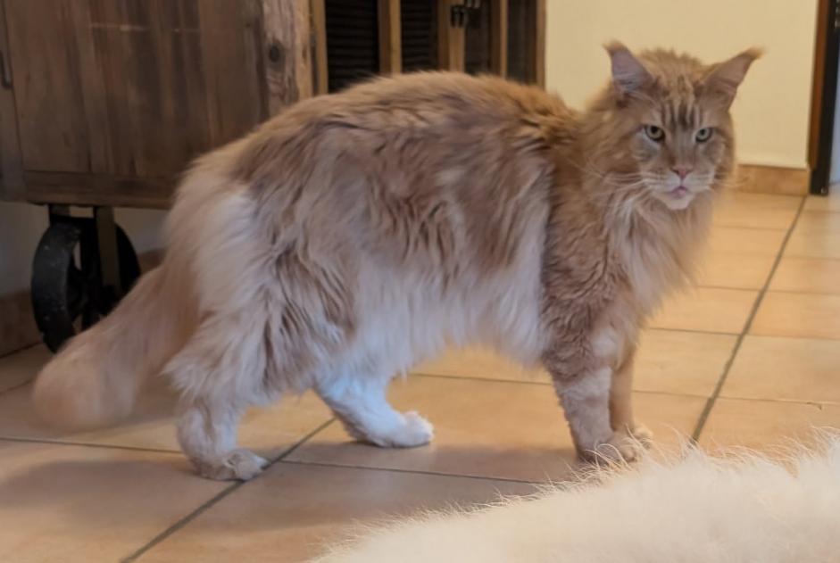 Vermisstmeldung Katze  Männliche , 5 jahre Léran Frankreich