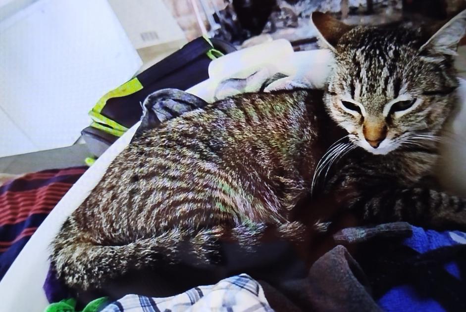 Disappearance alert Cat  Female , 1 years Saint-Jean-du-Falga France