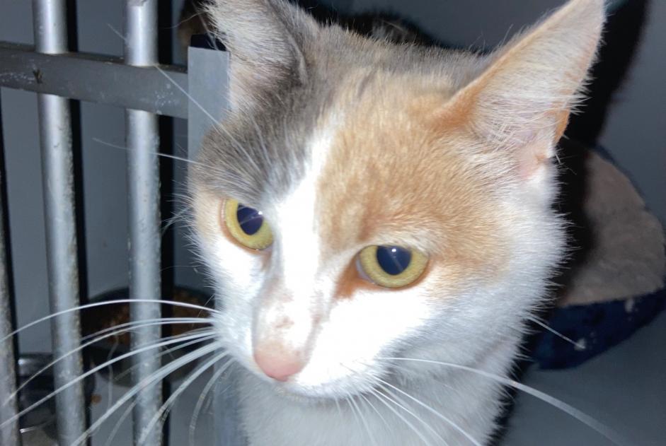 Alerte Découverte Chat Femelle Montégut-Plantaurel France Alerte Découverte Chat Femelle Montégut-Plantaurel France