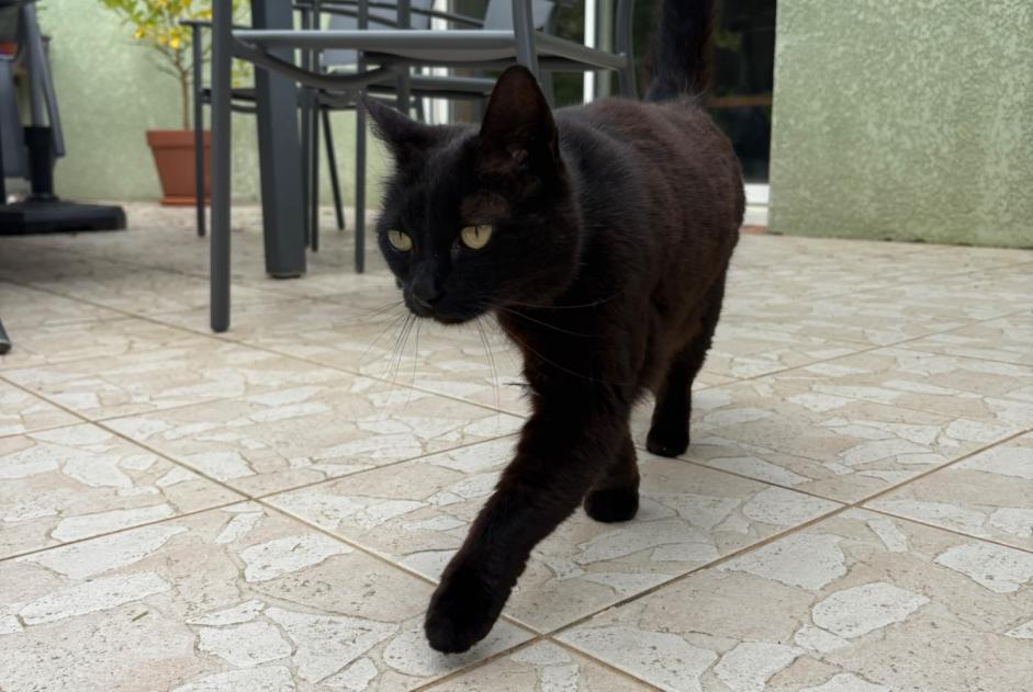 Ontdekkingsalarm Kat Vrouwtje Dalou Frankrijk Ontdekkingsalarm Kat Vrouwtje Dalou Frankrijk